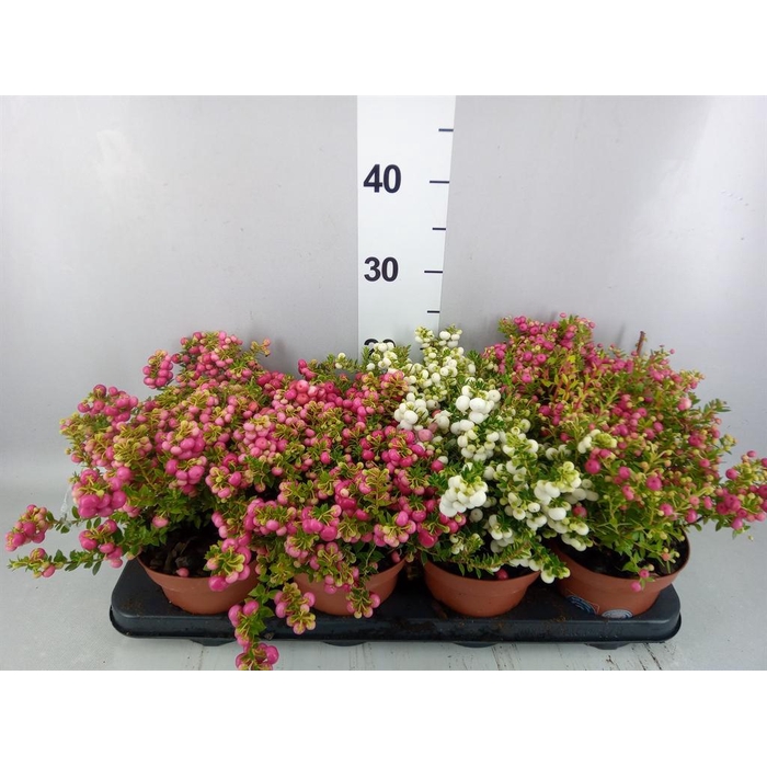 <h4>Gaultheria mucronata</h4>