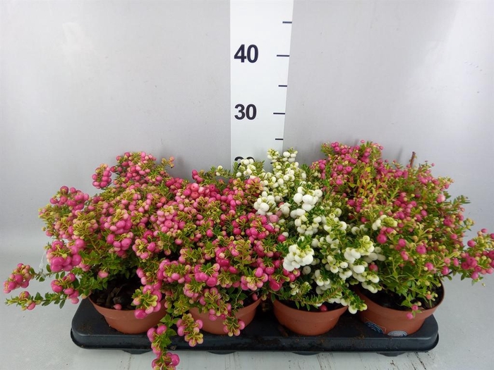 Gaultheria mucronata