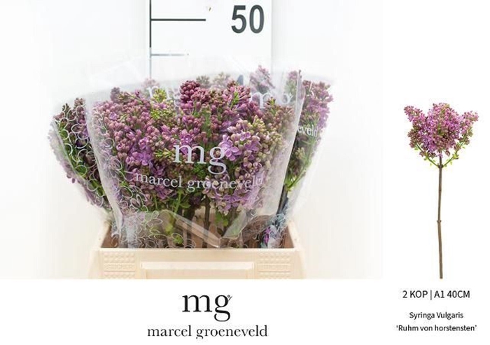 <h4>SYRINGA VULG. 'RUHM V HORSTENSTEIN'</h4>