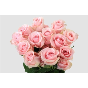 Rosa ec titanic