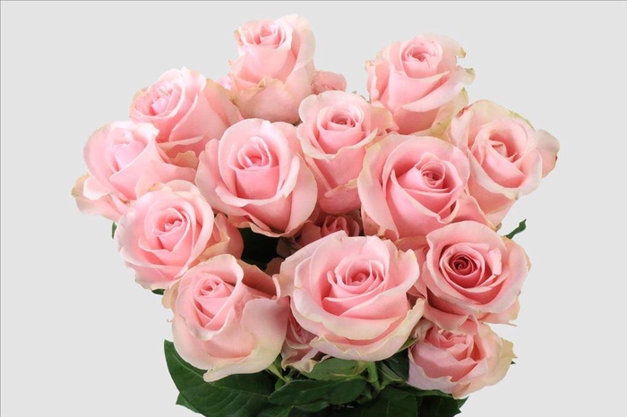 <h4>Rosa ec titanic</h4>
