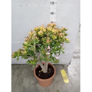 Crassula ovata 'Sunset'