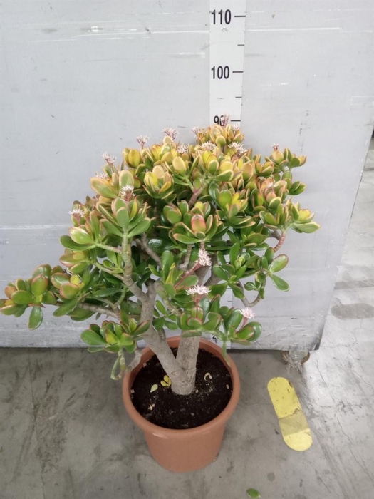 <h4>Crassula ovata 'Sunset'</h4>