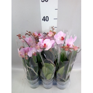 Phalaenopsis multi. 'Ant Antwerp'