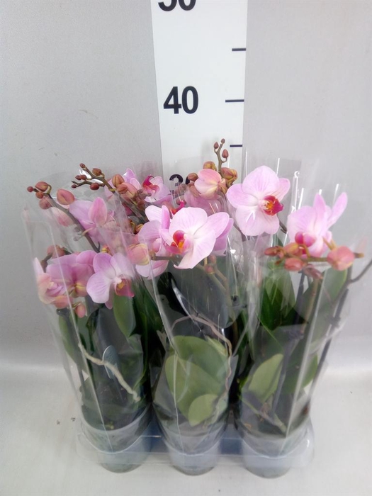 <h4>Phalaenopsis multi. 'Ant Antwerp'</h4>