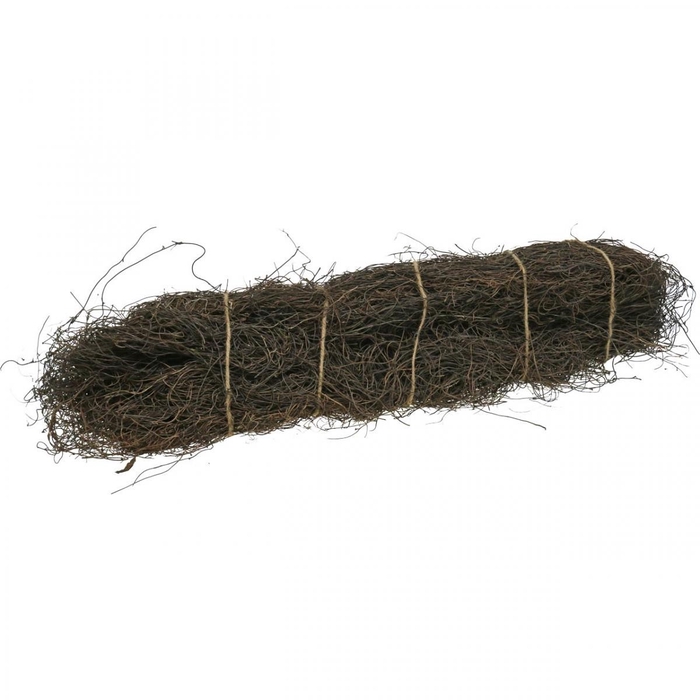 <h4>MUELHENBECHIA</h4>