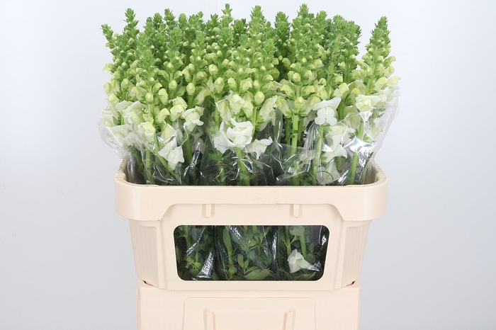 <h4>Antir Antibes White</h4>
