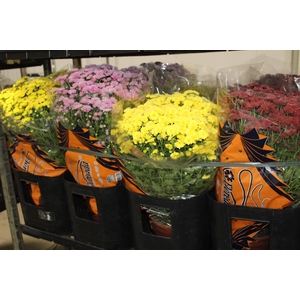 CRISANTEMO BOLA BELGA JASODA P20 VARIADO