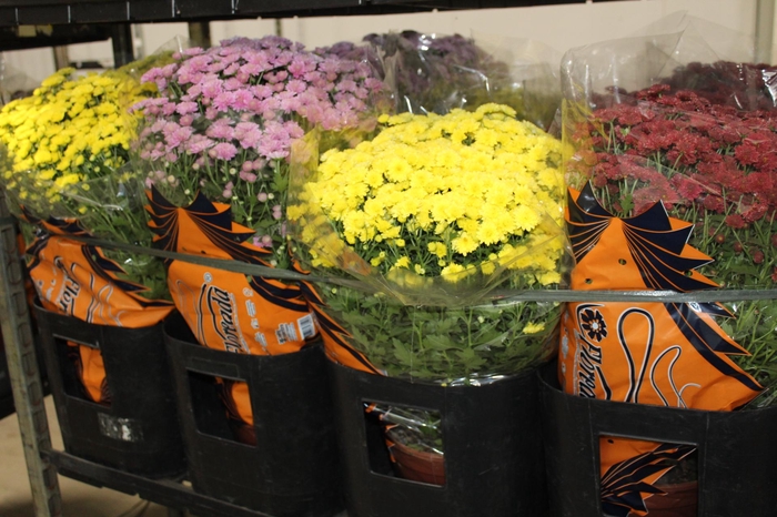 <h4>CRISANTEMO BOLA BELGA JASODA P20 VARIADO</h4>