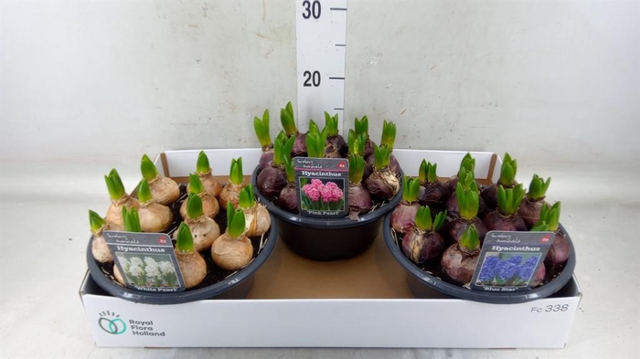 <h4>Hyacinthus orie.   ...mix 3</h4>