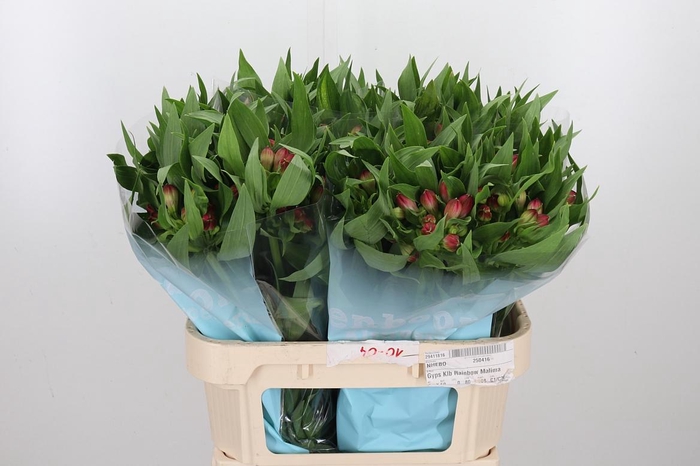 Alstroemeria Rome 100 Gram