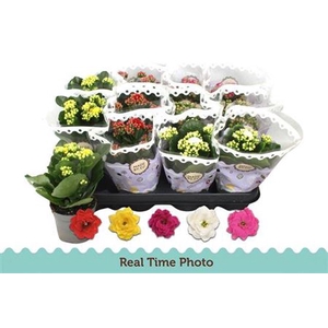 KAL GE GEM 5 KL stock