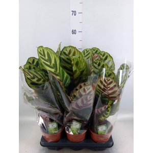 Calathea makoyana