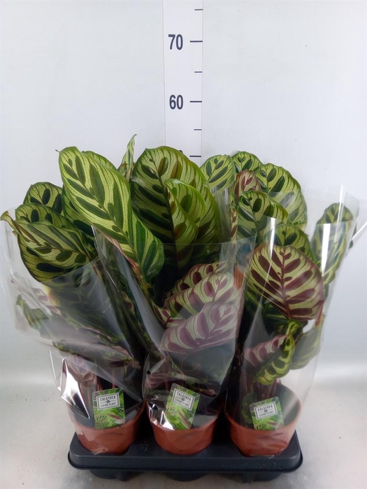 <h4>Calathea makoyana</h4>