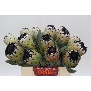 Protea Niobe
