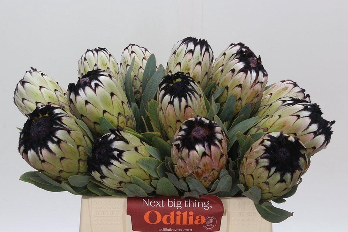 <h4>Protea Niobe</h4>