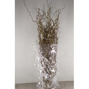 Corylus(2-Jarig)