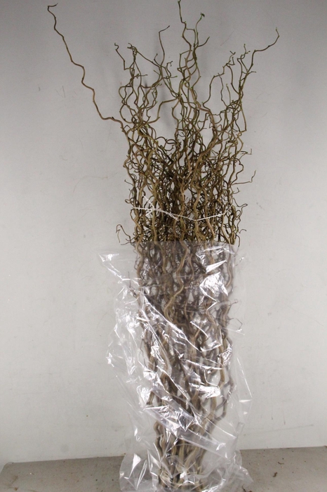 <h4>Corylus(2-Jarig)</h4>