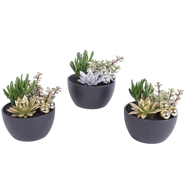 <h4>2 x Succ 8,5 cm en geverfd echeveria in zwarte schaal en balletj</h4>