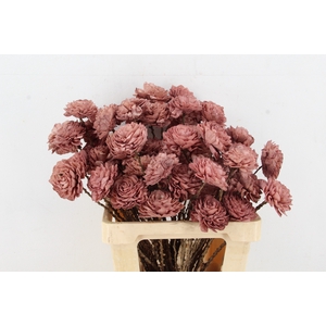 Stick Shola Dahlia Ø8 O.Pink