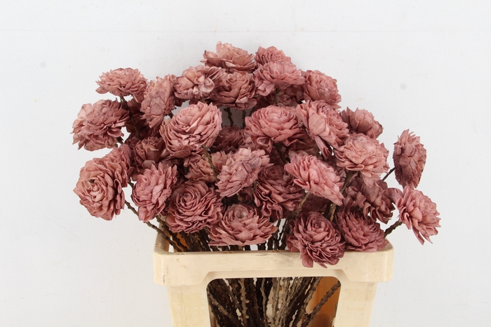 <h4>Stick Shola Dahlia Ø8 O.Pink</h4>