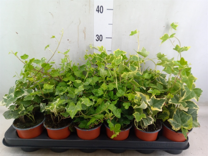 <h4>Hedera helix   ...mix 3</h4>