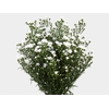 ASTER MARIANA 050 CM