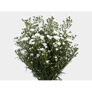ASTER MARIANA 050 CM