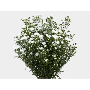 ASTER MARIANA 050 CM
