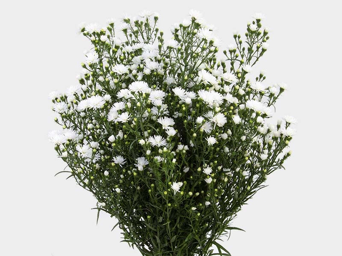 ASTER MARIANA 050 CM