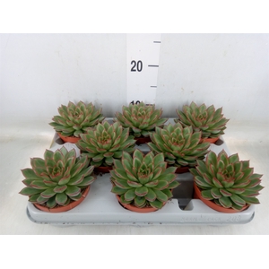 Echeveria   ...