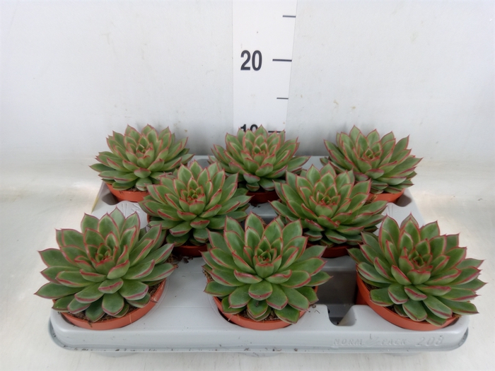 <h4>Echeveria   ...</h4>