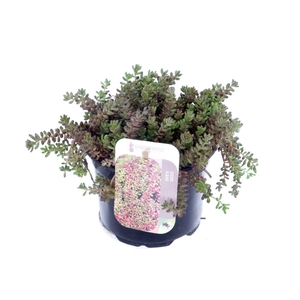 Sedum album Coral Carpet