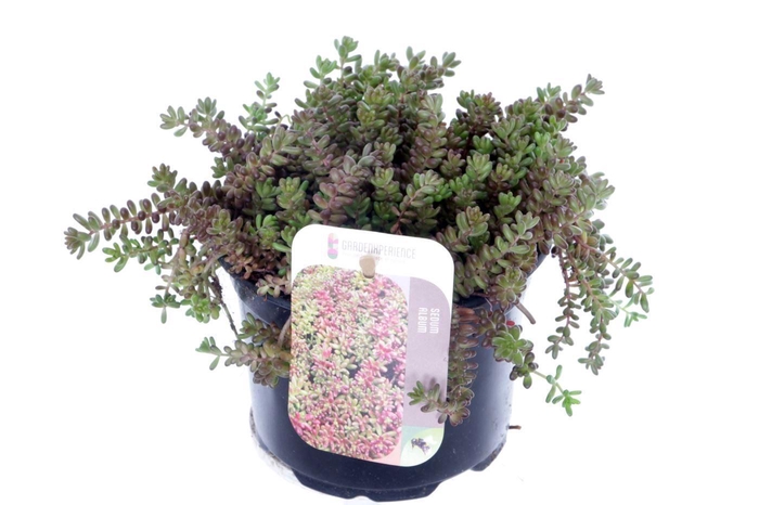<h4>Sedum album Coral Carpet</h4>