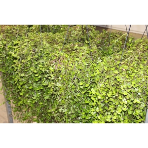 CALLISIA C21