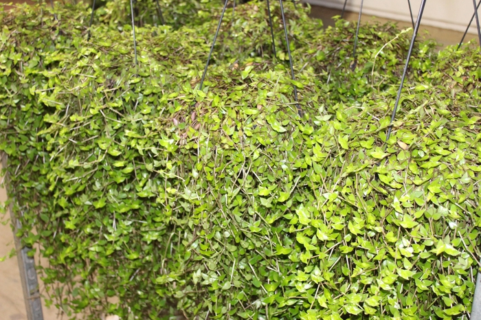 <h4>CALLISIA C21</h4>