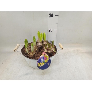 Arr.   Bol/Knolgewas L%