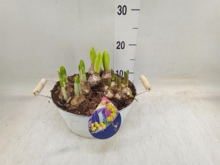 <h4>Arr.   Bol/Knolgewas L%</h4>