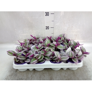 Tradescantia albif. 'Nanouk'