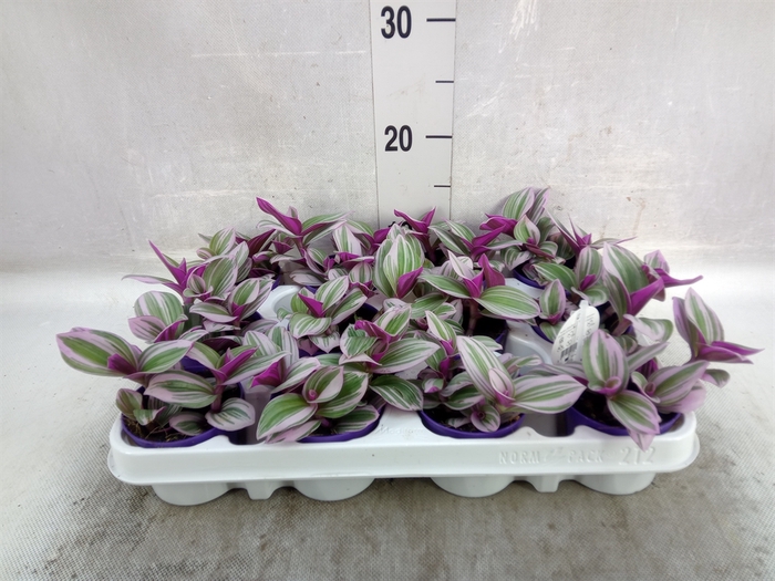 <h4>Tradescantia albif. 'Nanouk'</h4>