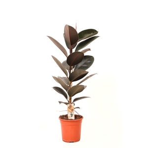 Ficus P21 Abidjan 1PP