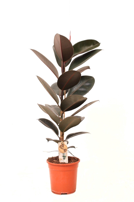 <h4>Ficus P21 Abidjan 1PP</h4>