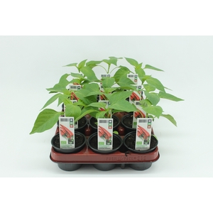 BKH groente 50500 bio Spaanse Peper