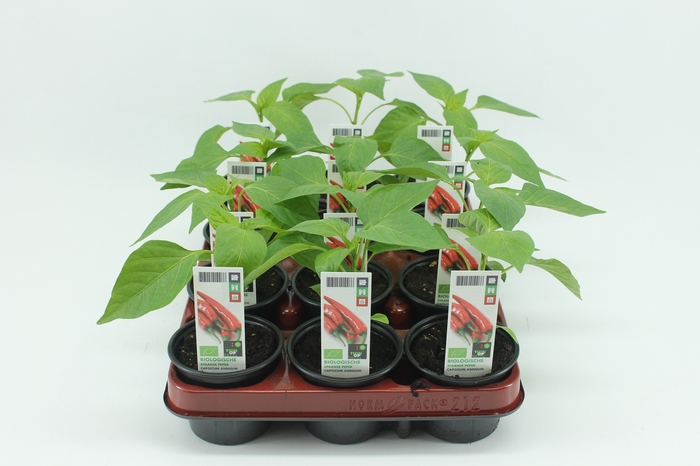 <h4>BKH groente 50500 bio Spaanse Peper</h4>