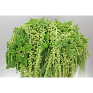 Amaranthus Ca Cycloop