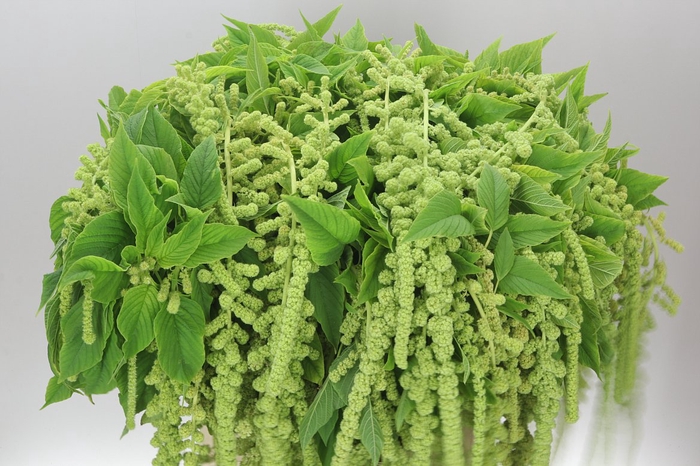 <h4>Amaranthus Ca Cycloop</h4>