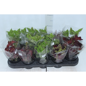 COLEUS P11