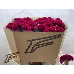 Celosia red king