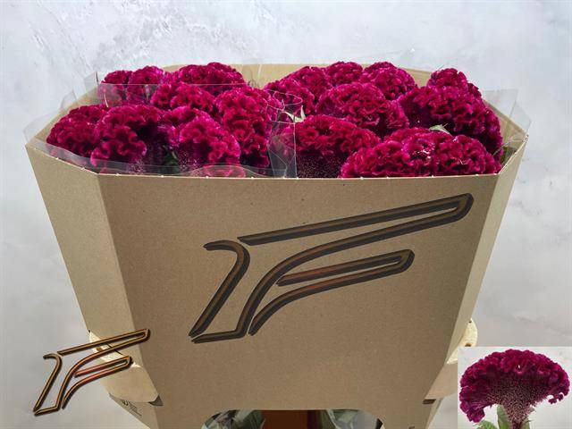 <h4>Celosia red king</h4>