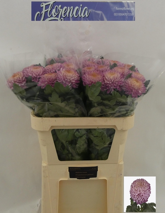 <h4>Chr G Bigoudi Pink</h4>